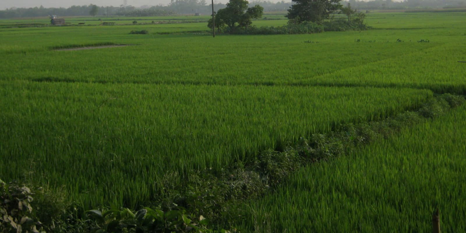 Get the Authentic Rural Experience Of Bangaldesh