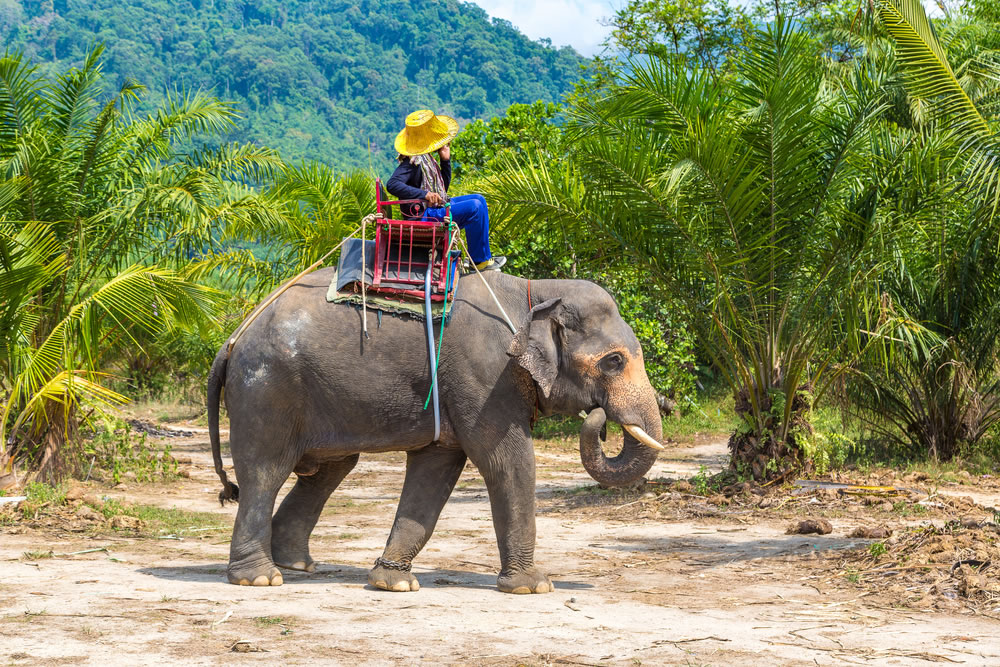 Elephant Trekking Phuket